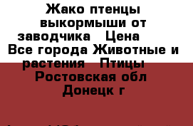 Жако птенцы выкормыши от заводчика › Цена ­ 1 - Все города Животные и растения » Птицы   . Ростовская обл.,Донецк г.